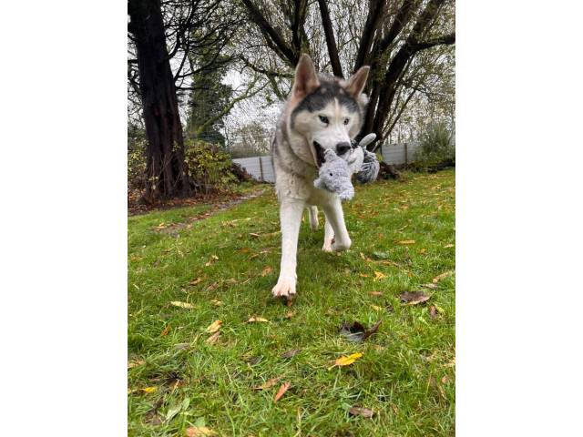 Siberian Husky Image