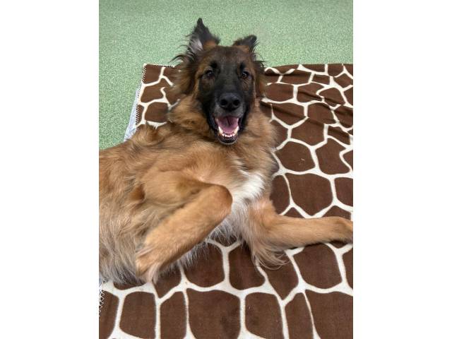 German Shepherd Dog Image