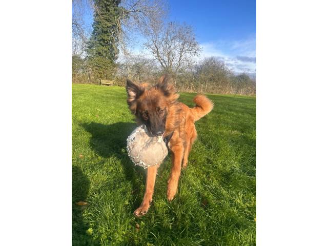 German Shepherd Dog Image