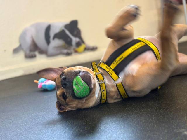 Other / Mixed Breed Image