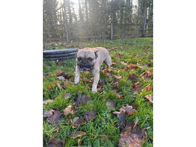 French Bulldog Image