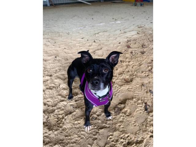 Staffordshire Bull Terrier Image