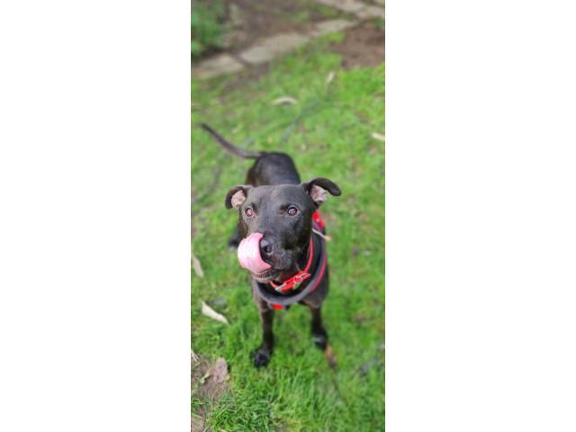 Lurcher Image