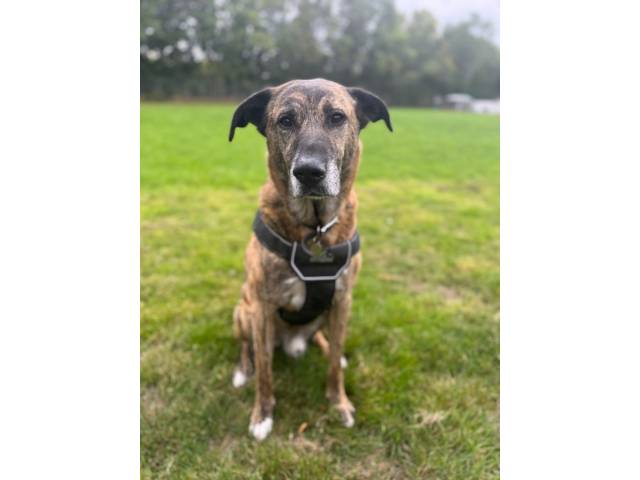 Other / Mixed Breed Image