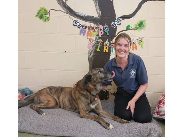 Other / Mixed Breed Image