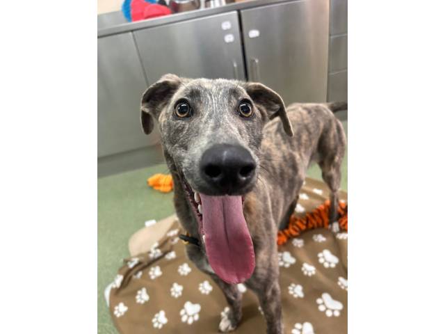Lurcher Image