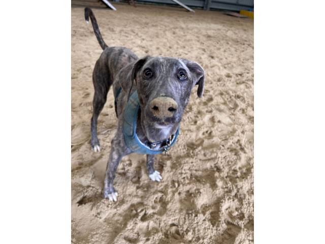 Lurcher Image