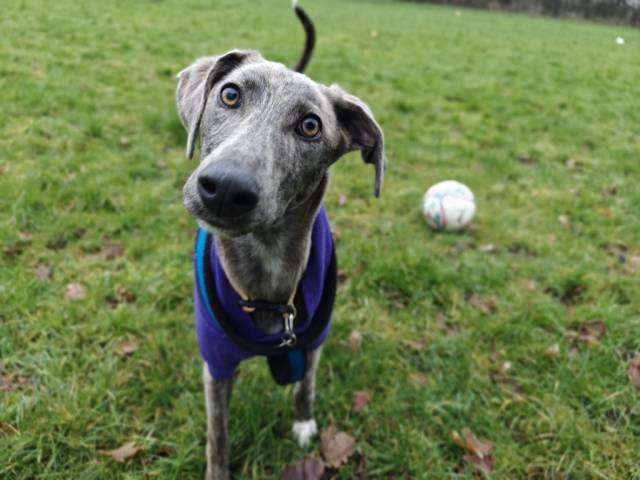 Lurcher Image