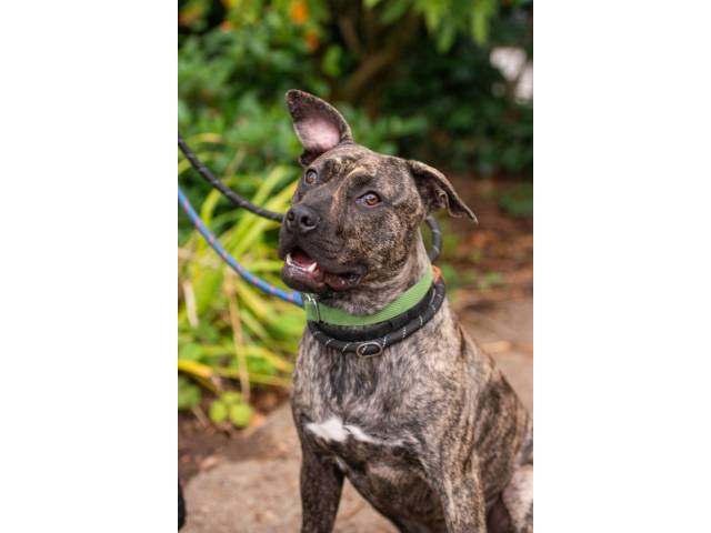 Other / Mixed Breed Image