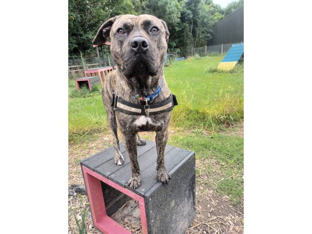 Other / Mixed Breed Image