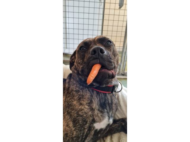 Other / Mixed Breed Image