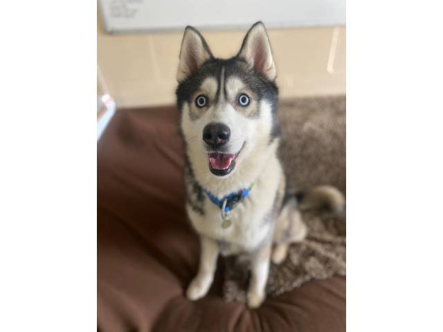 Siberian Husky Image