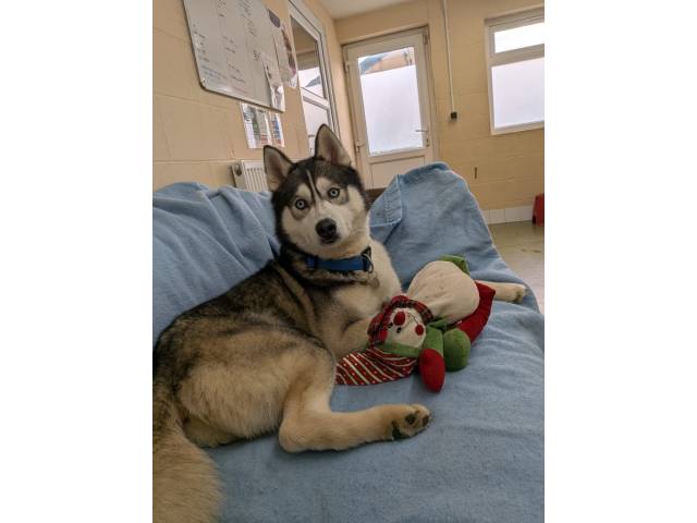 Siberian Husky Image