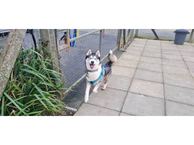 Siberian Husky Image