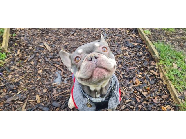 French Bulldog Image