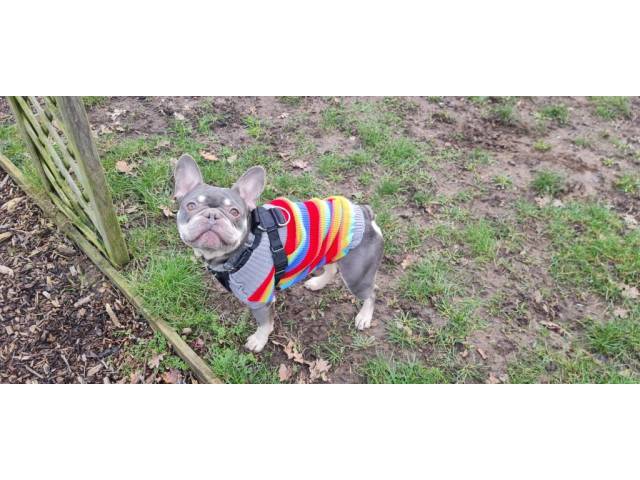 French Bulldog Image