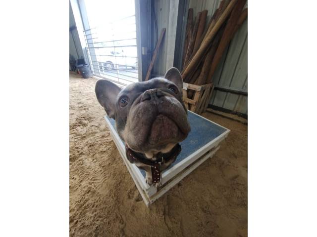 French Bulldog Image