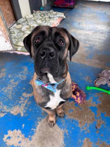 Mastiff Image