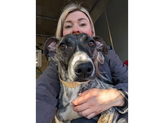 Whippet Image