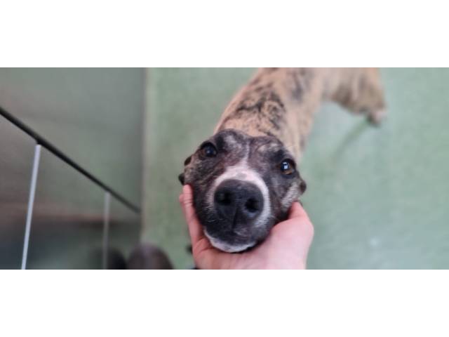 Whippet Image