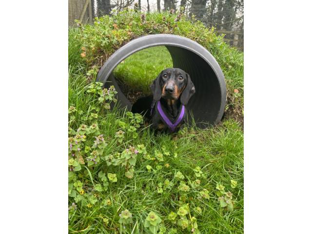 Dachshund Image
