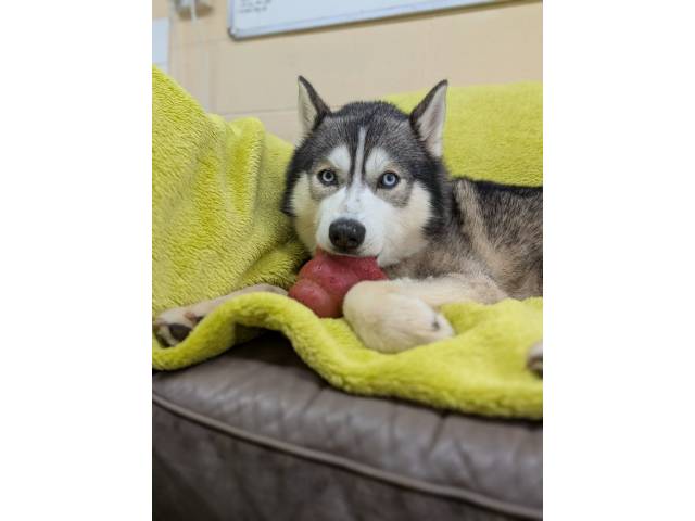 Siberian Husky Image