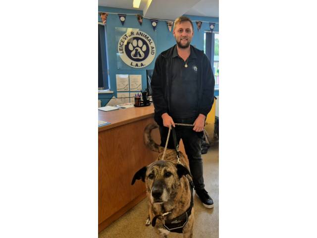 Other / Mixed Breed Image