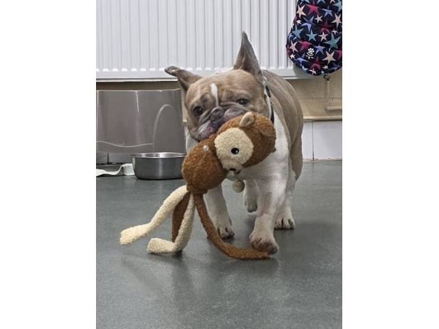 French Bulldog Image