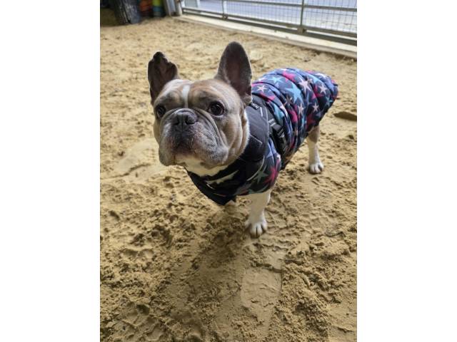 French Bulldog Image