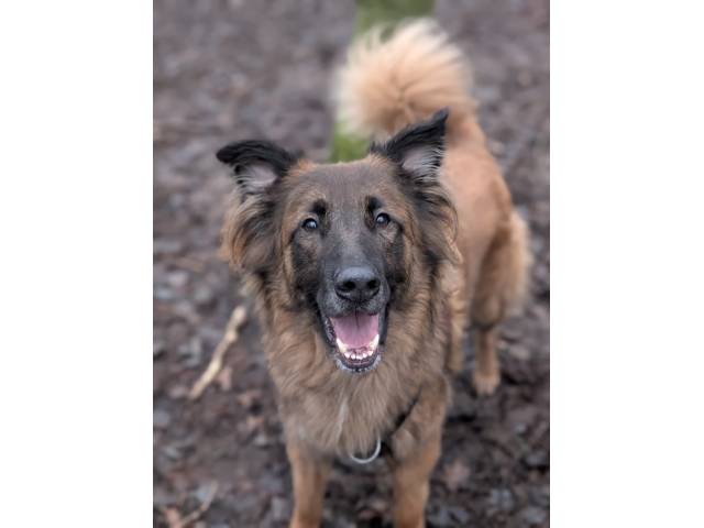 German Shepherd Dog Image