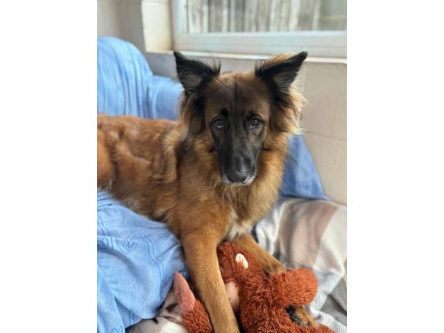 German Shepherd Dog Image