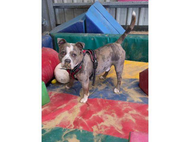 Staffordshire Bull Terrier Image