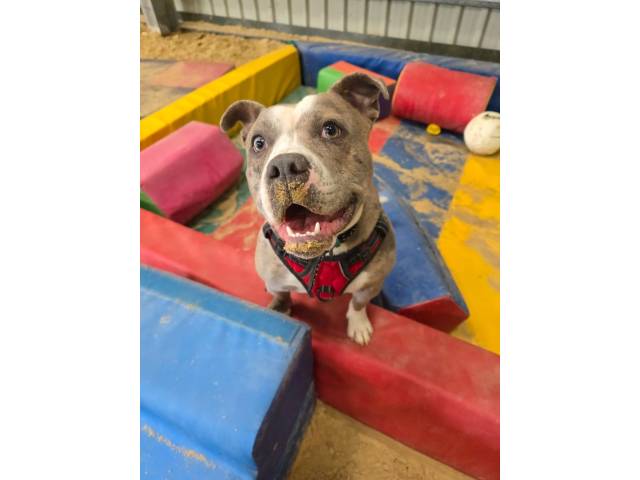 Staffordshire Bull Terrier Image