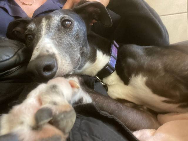 Greyhound Image