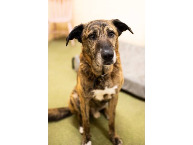 Other / Mixed Breed Image