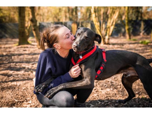 Lurcher Image