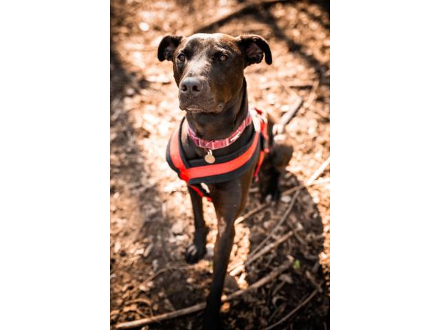 Lurcher Image