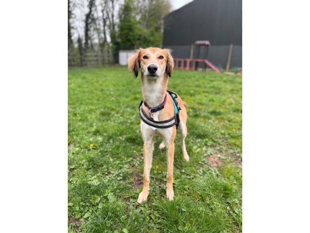 Saluki Image
