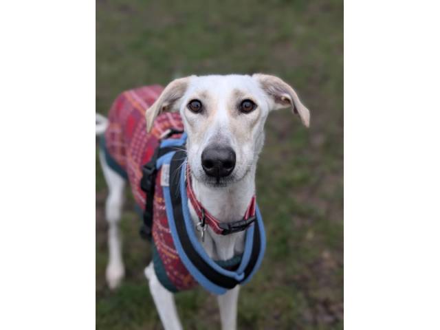 Lurcher Image