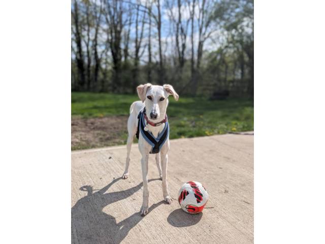 Lurcher Image