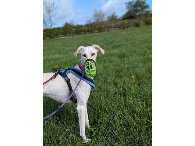 Lurcher Image