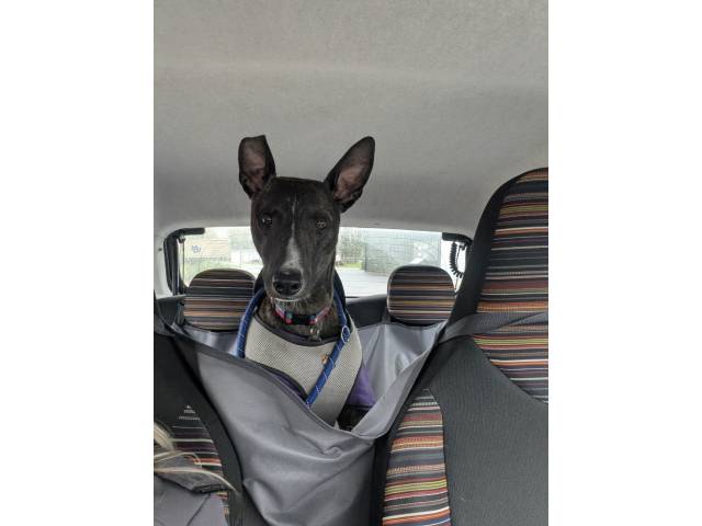 Lurcher Image