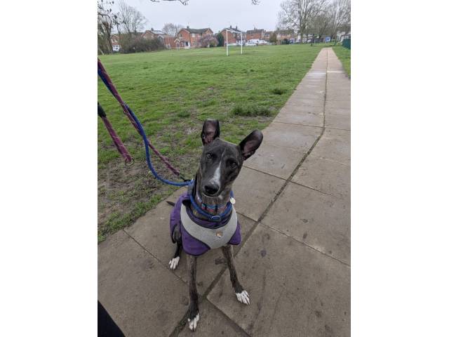 Lurcher Image