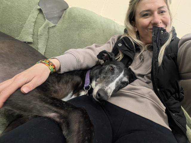Greyhound Image