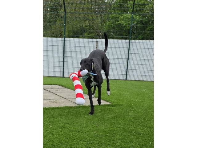 Greyhound Image