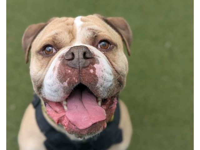Bulldog Image