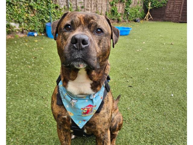 Other / Mixed Breed Image