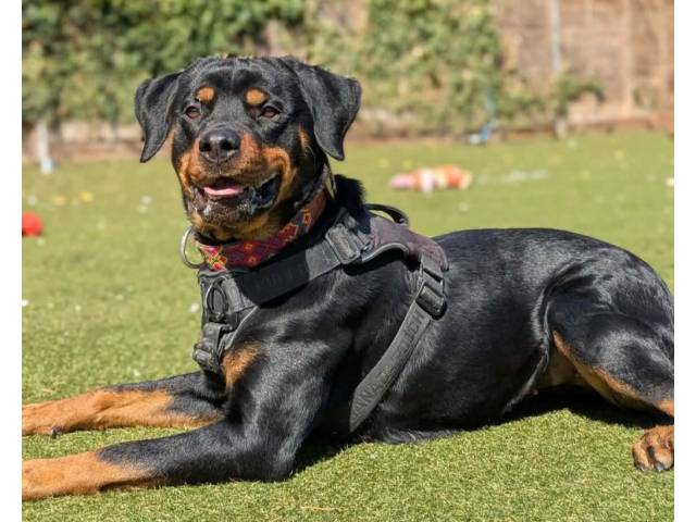 Rottweiler Image