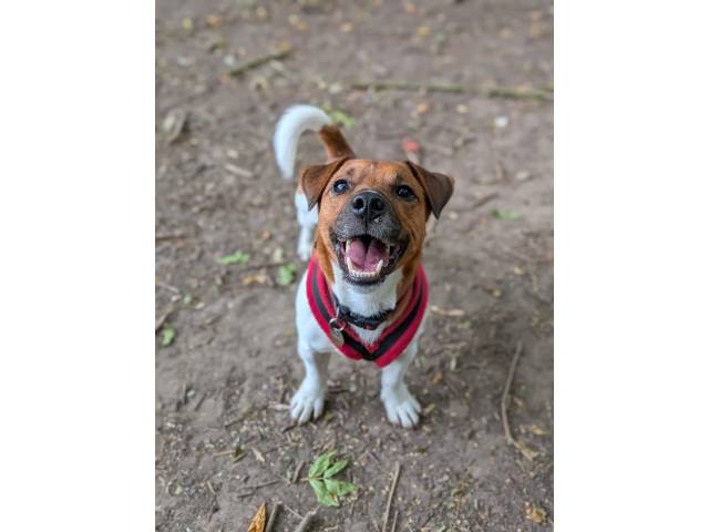 Jack Russell Terrier Image
