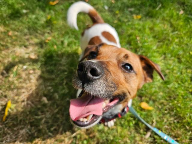Jack Russell Terrier Image